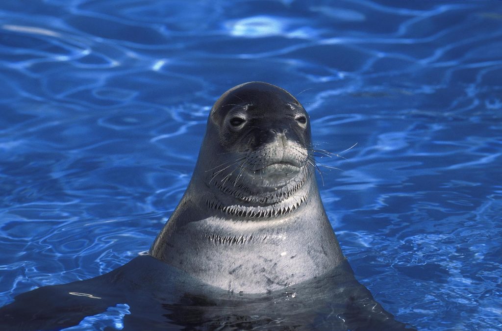 hawaiian monk seal - Sustainable Tourism in Maui