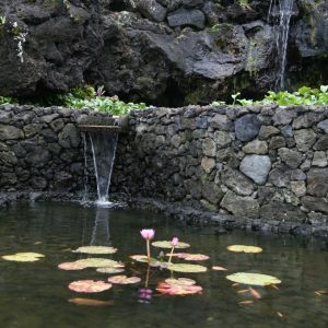 Water Lillies