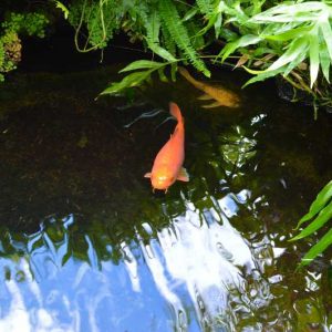 Koi Pond of Hana Kai Maui Resort