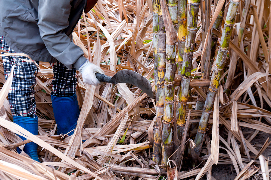 sugar cane plantation