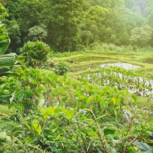 Taro grown on the east side of the island of Maui is an essential root crop for native Hawaiians